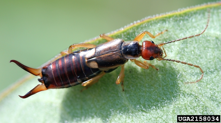 earwig picture 4